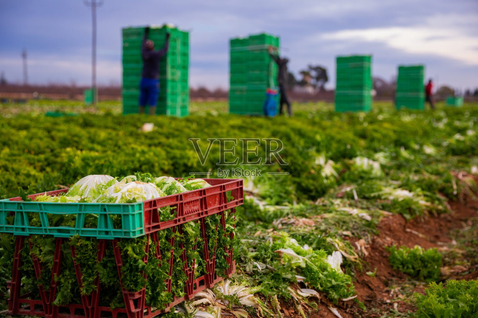 在花园中收获绿莴苣时，在板条箱中收获照片摄影图片