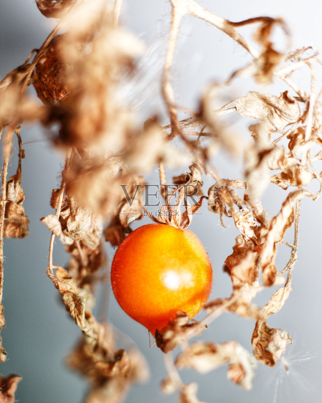 枯萎植株上的樱桃番茄照片摄影图片