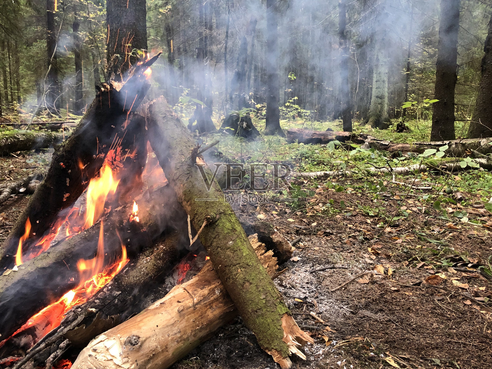 燃烧的树枝和火焰。傍晚，野火中燃烧着美丽的松树。木柴燃烧着橙色的火焰。火红的火焰在壁炉的热煤上。火的力量。神奇的火。特写镜头。照片摄影图片