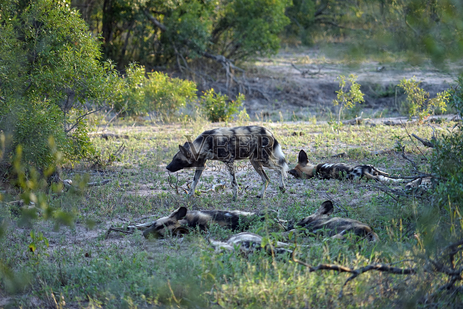 南非克鲁格国家公园的非洲野狗照片摄影图片
