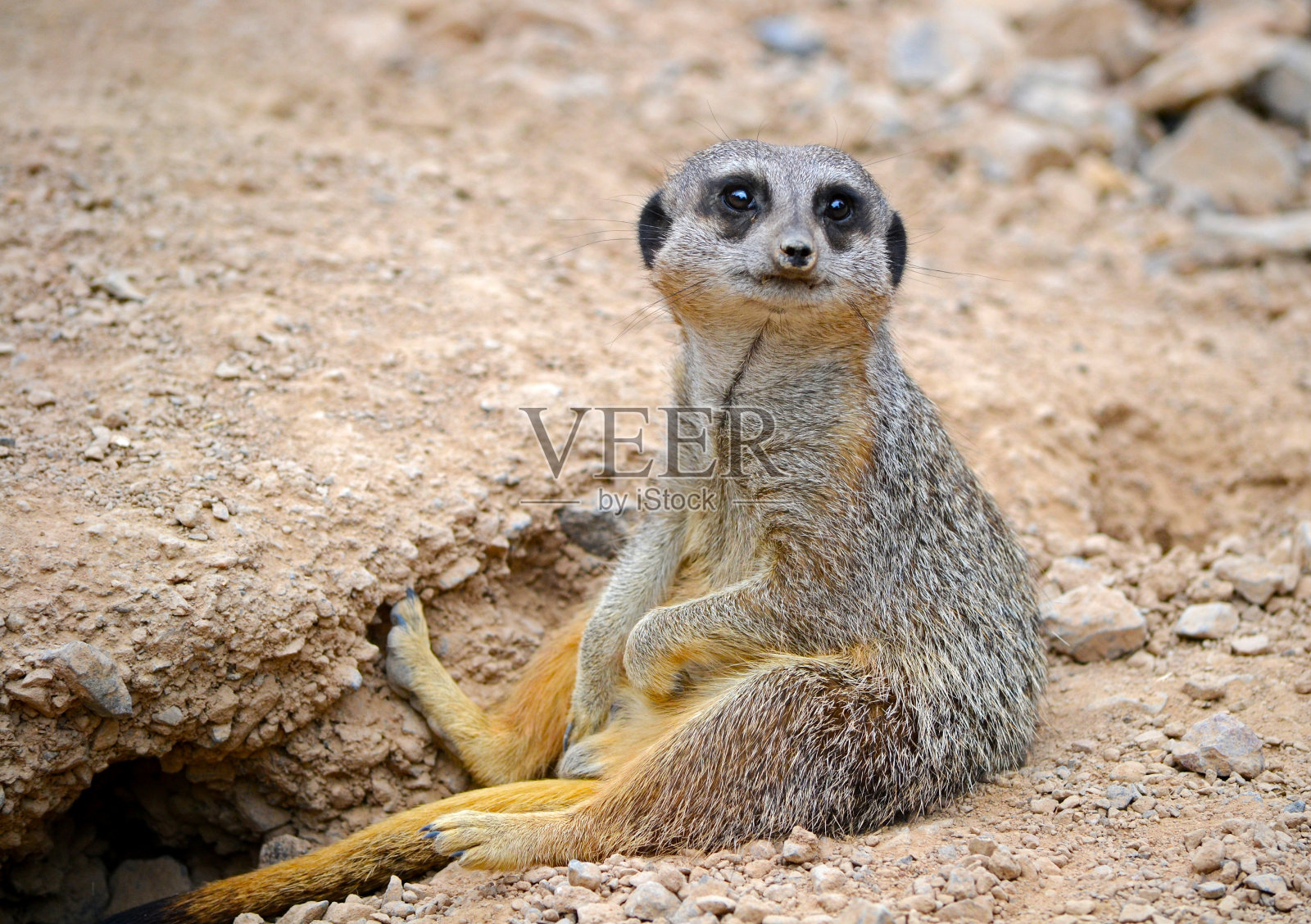 坐在猫鼬照片摄影图片