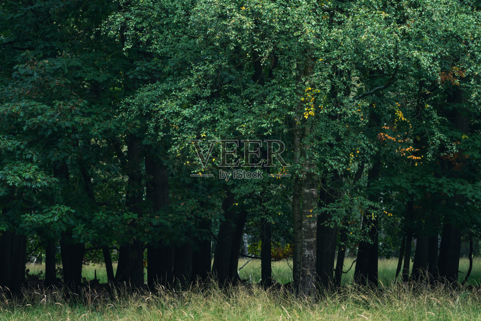 在初秋有一些黄色叶子的桦树。照片摄影图片