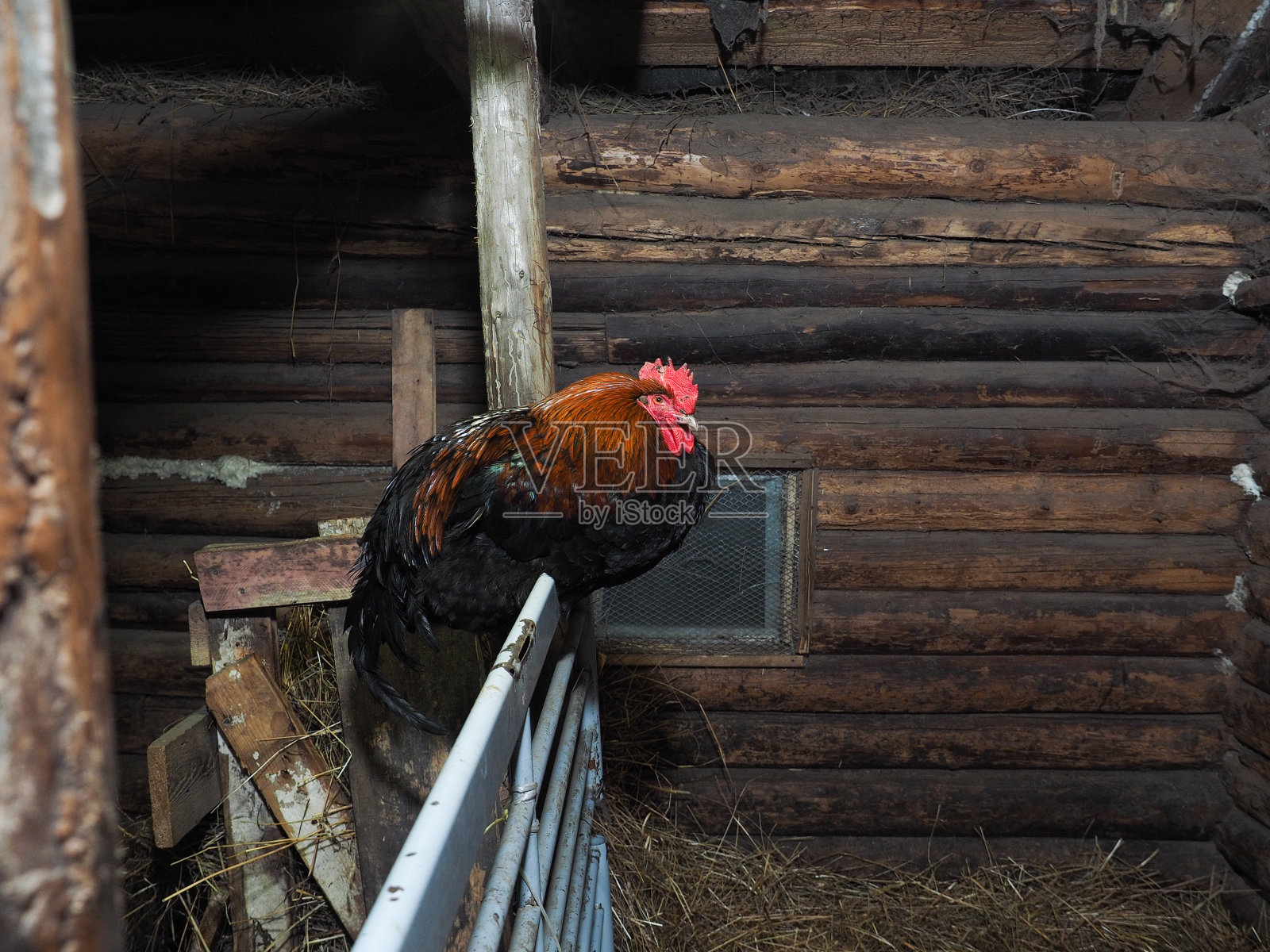 豪华公鸡在村鸡舍里照片摄影图片