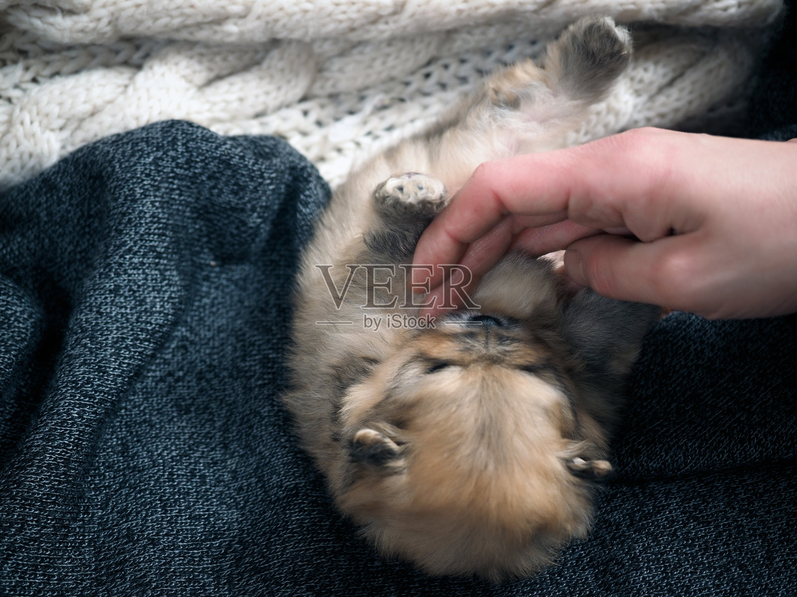 男人手拿毛茸茸的小狗玩耍照片摄影图片
