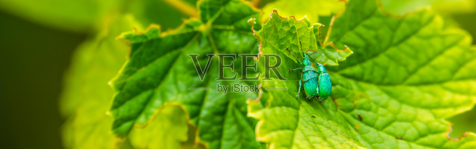 荨麻象鼻虫交配的微距特写，典型的昆虫行为，欧洲常见的甲虫种类照片摄影图片
