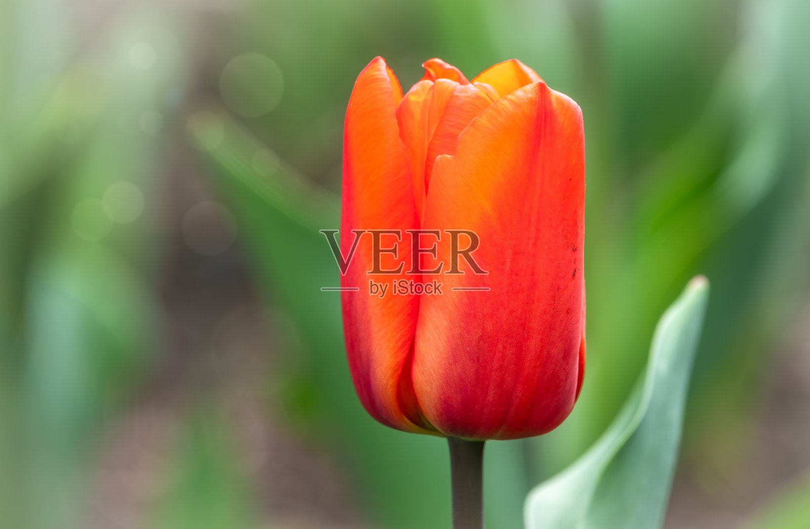 夕阳下的红色郁金香和模糊的背景照片摄影图片