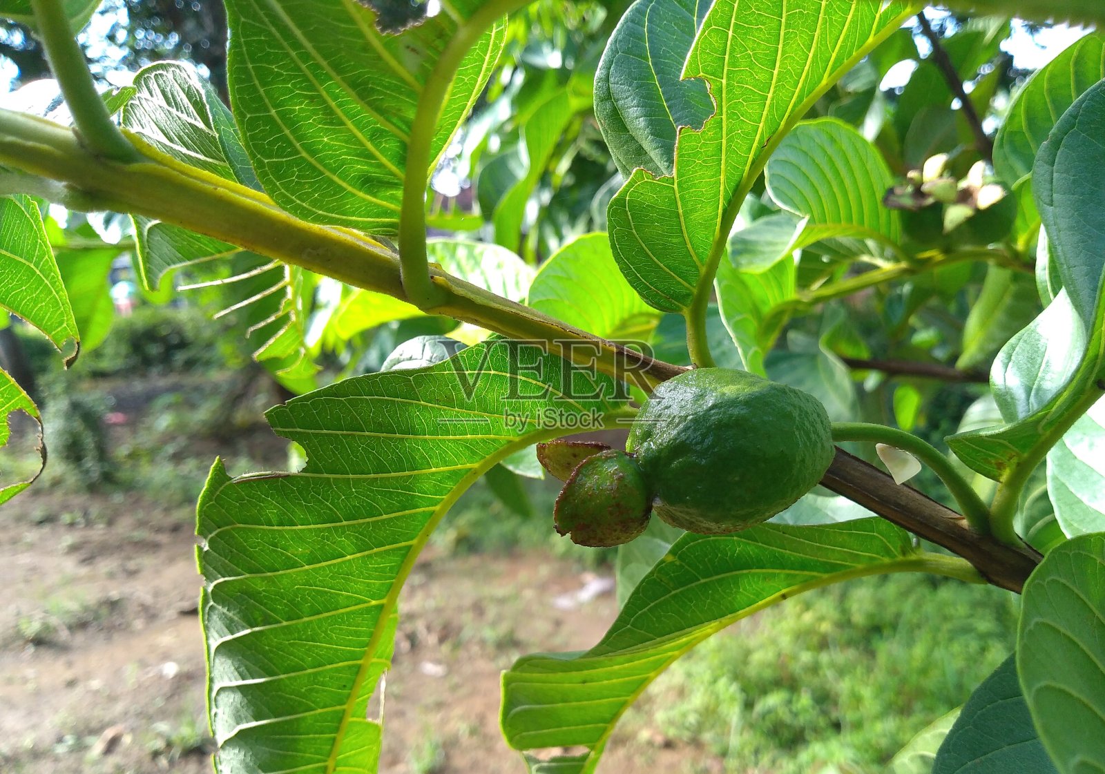 生番石榴照片摄影图片