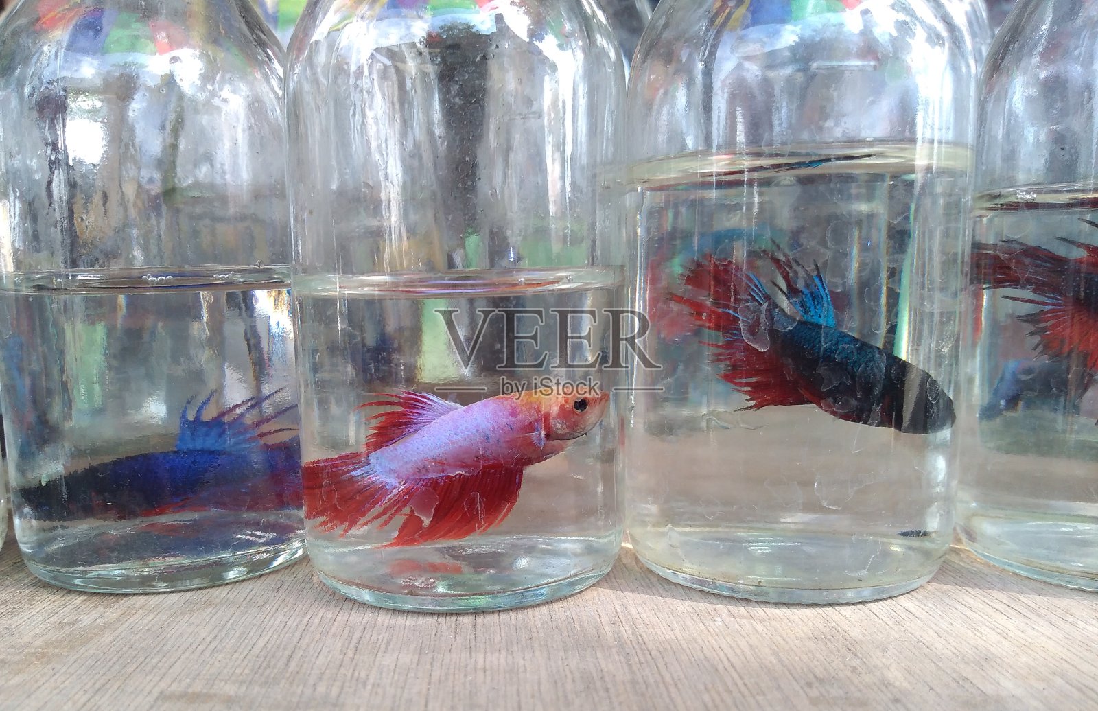 瓶子里有条鱼照片摄影图片