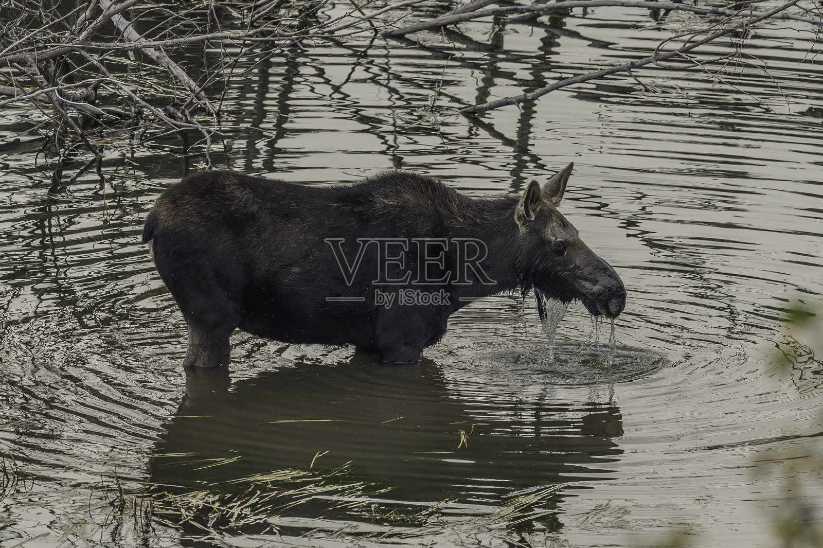 驼鹿，Alces Alces，在大提顿国家公园，怀俄明州。照片摄影图片