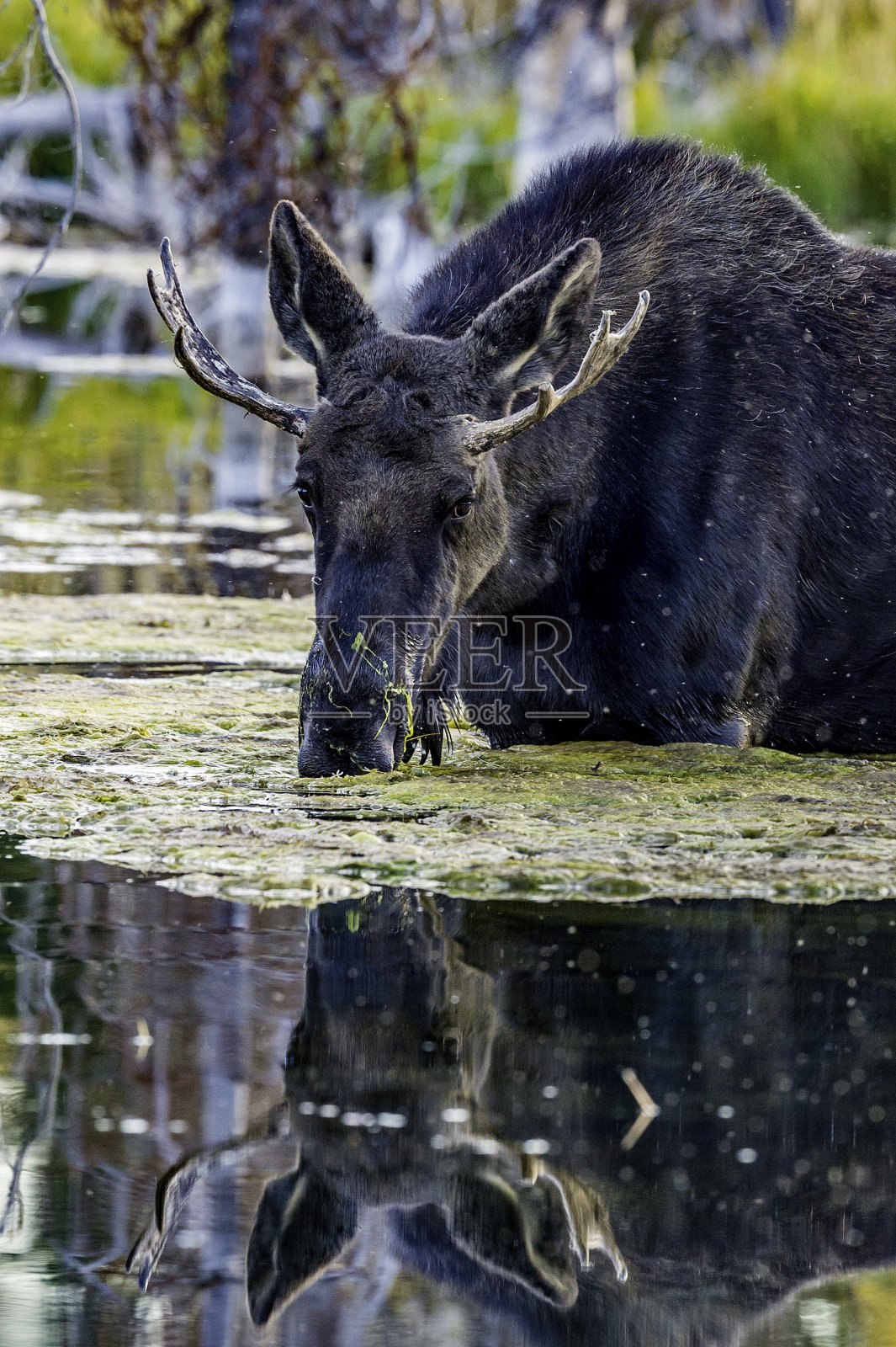 驼鹿，Alces Alces，在大提顿国家公园，怀俄明州。照片摄影图片
