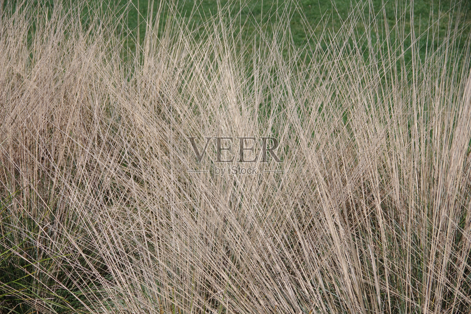 干草照片摄影图片