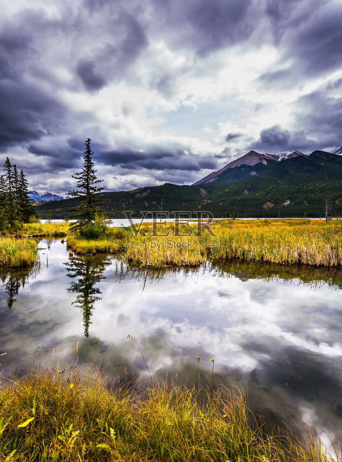 水中倒映的纤细云杉照片摄影图片