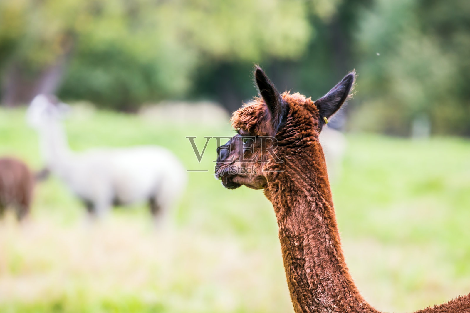一只棕色美洲驼的肖像照片摄影图片
