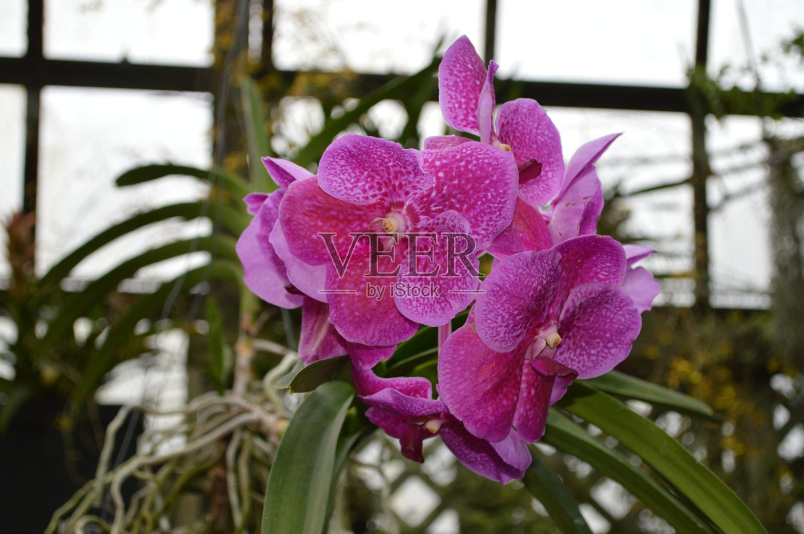 温室里的戏剧性的粉红色兰花照片摄影图片