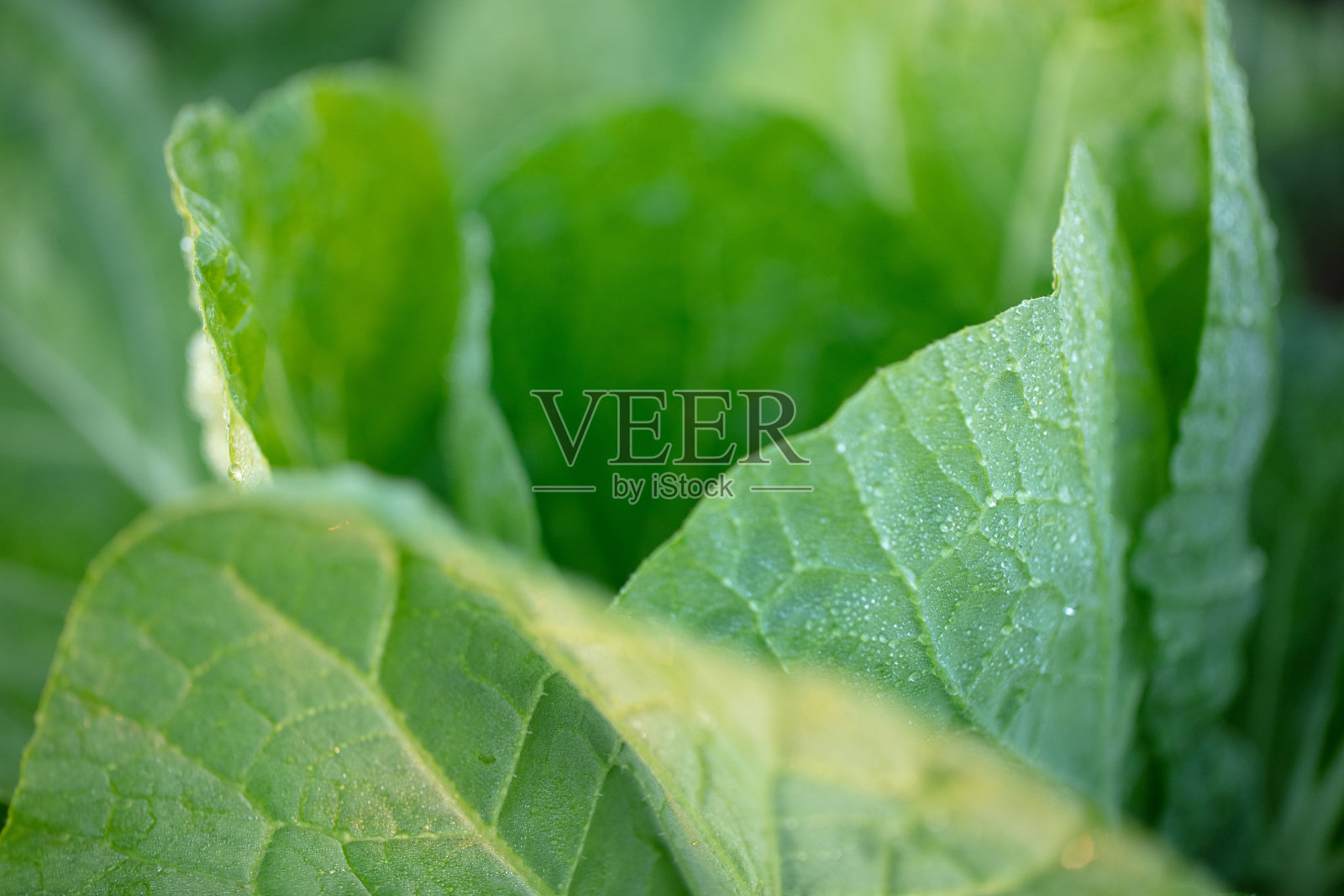 白菜照片摄影图片