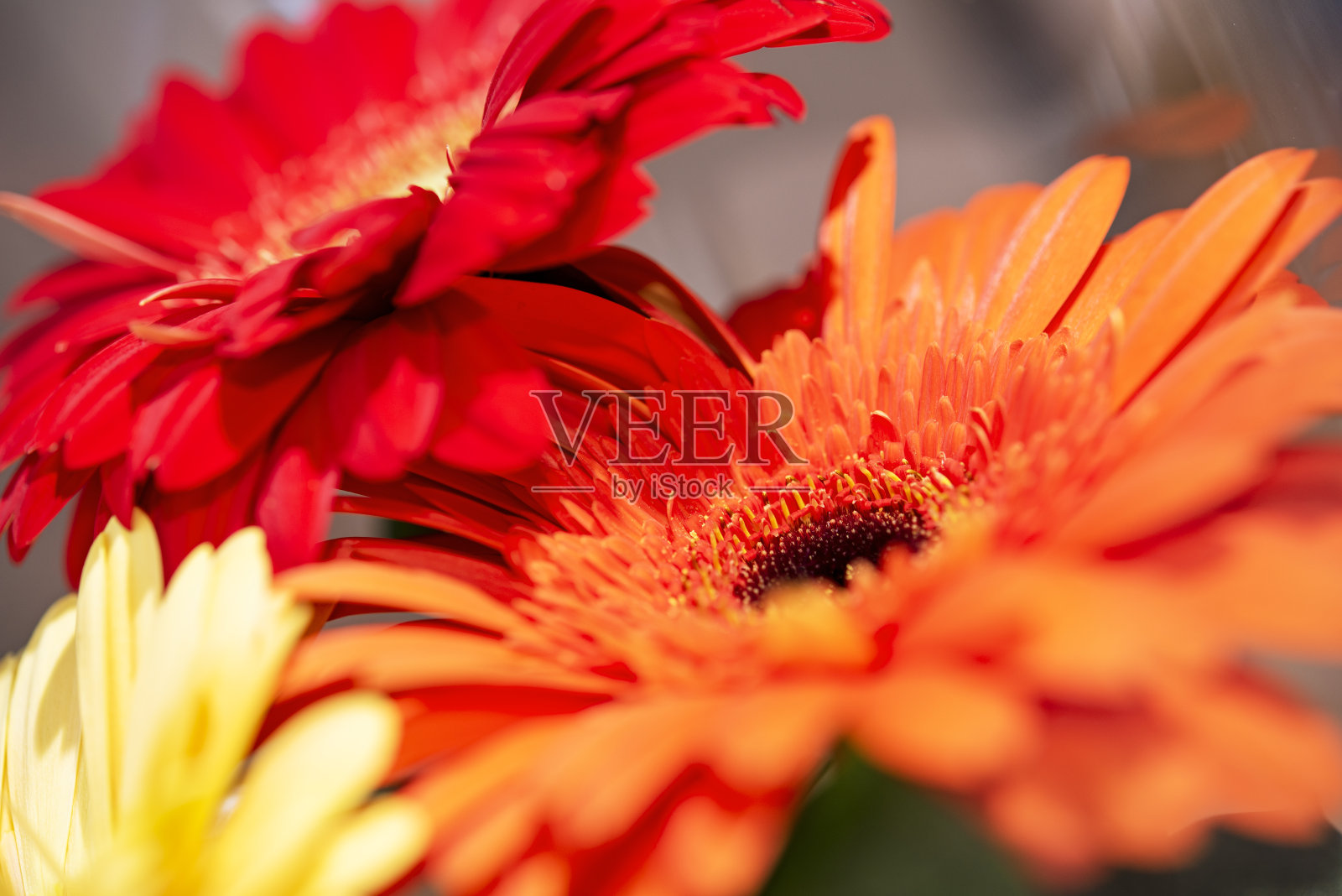 一束非洲菊的背景照片摄影图片