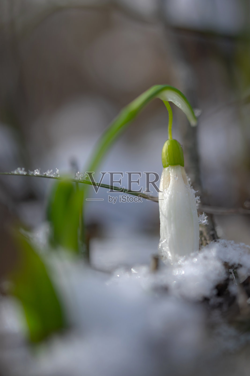 春天的花朵雪花莲在森林里照片摄影图片