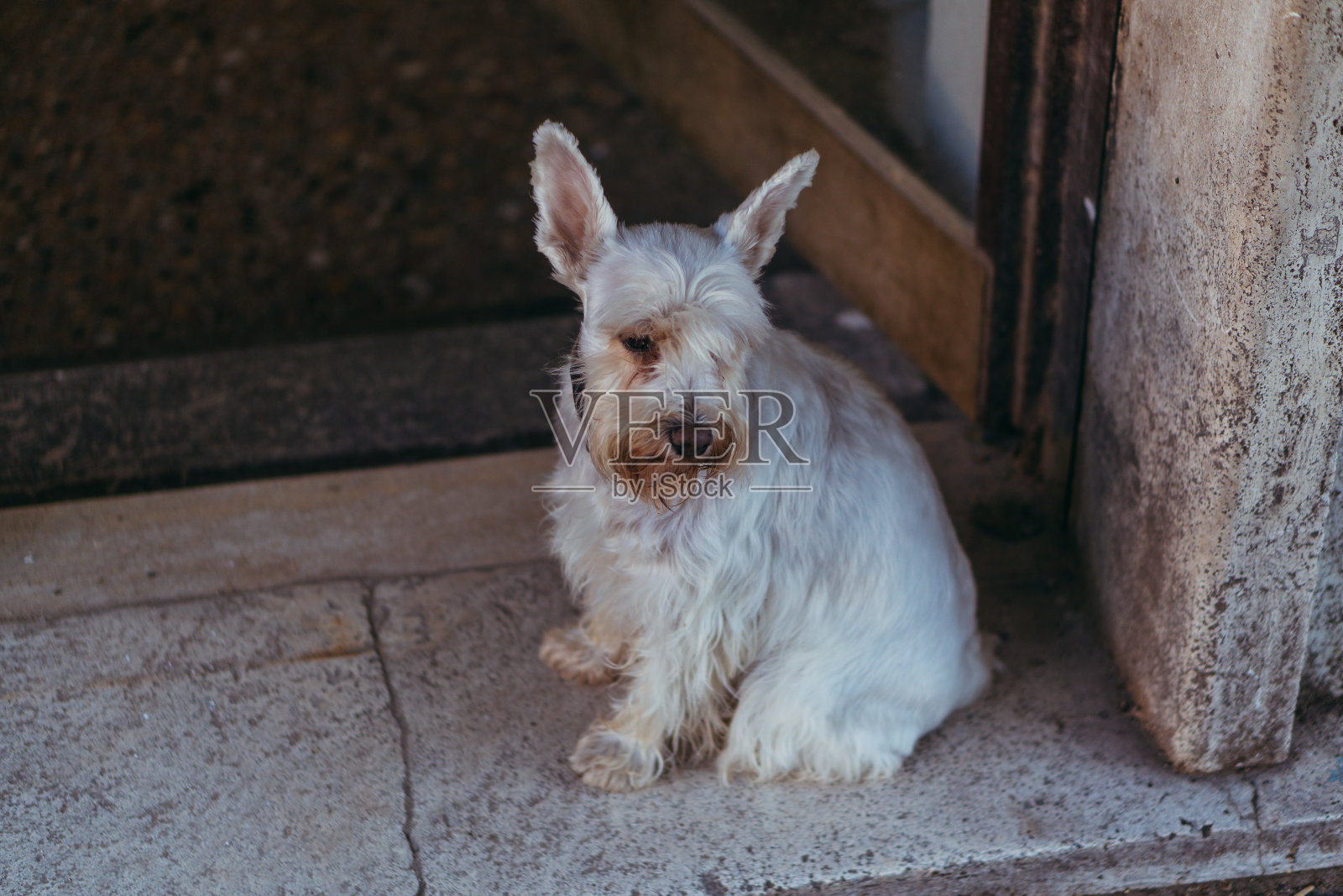 迷你雪纳瑞。一种名叫迷你雪纳瑞的狗坐在人行道上。照片摄影图片