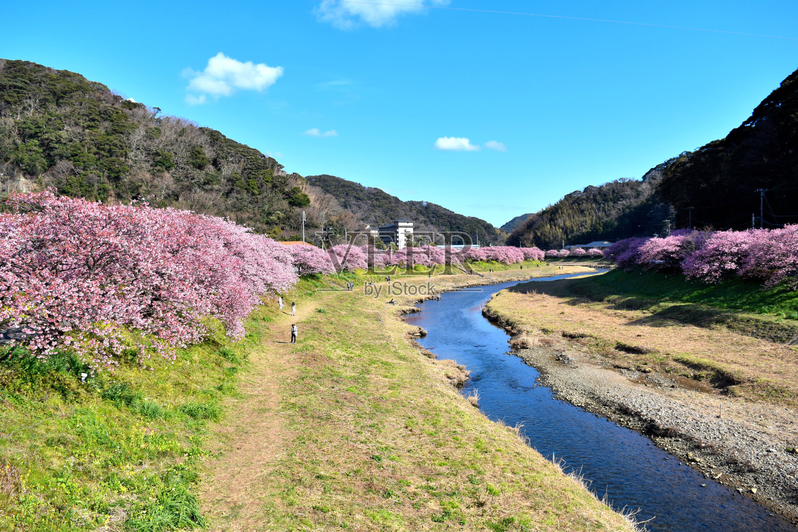 南水青野河畔的樱桃树照片摄影图片