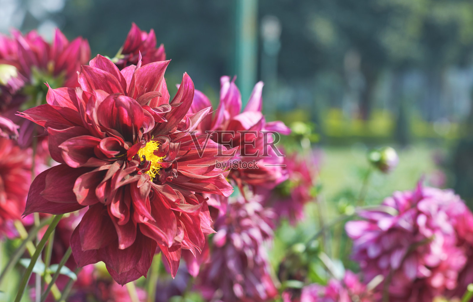 美丽的充满活力的大丽花花园，在冬季的西孟加拉邦，印度照片摄影图片