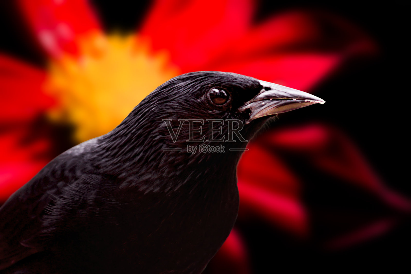 格拉纳，格诺里莫普萨尔·乔皮照片摄影图片