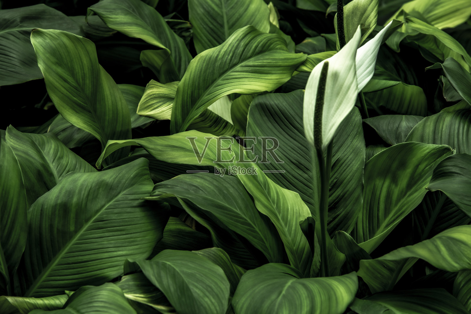 绿叶做背景和墙纸照片摄影图片