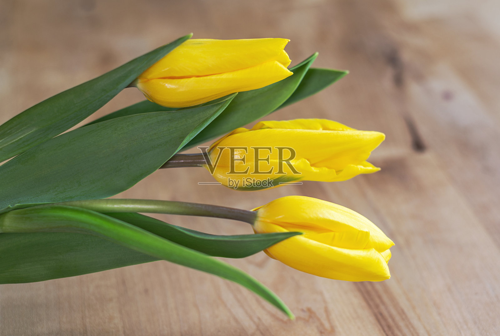 黄色的郁金香在木制的特写背景上照片摄影图片