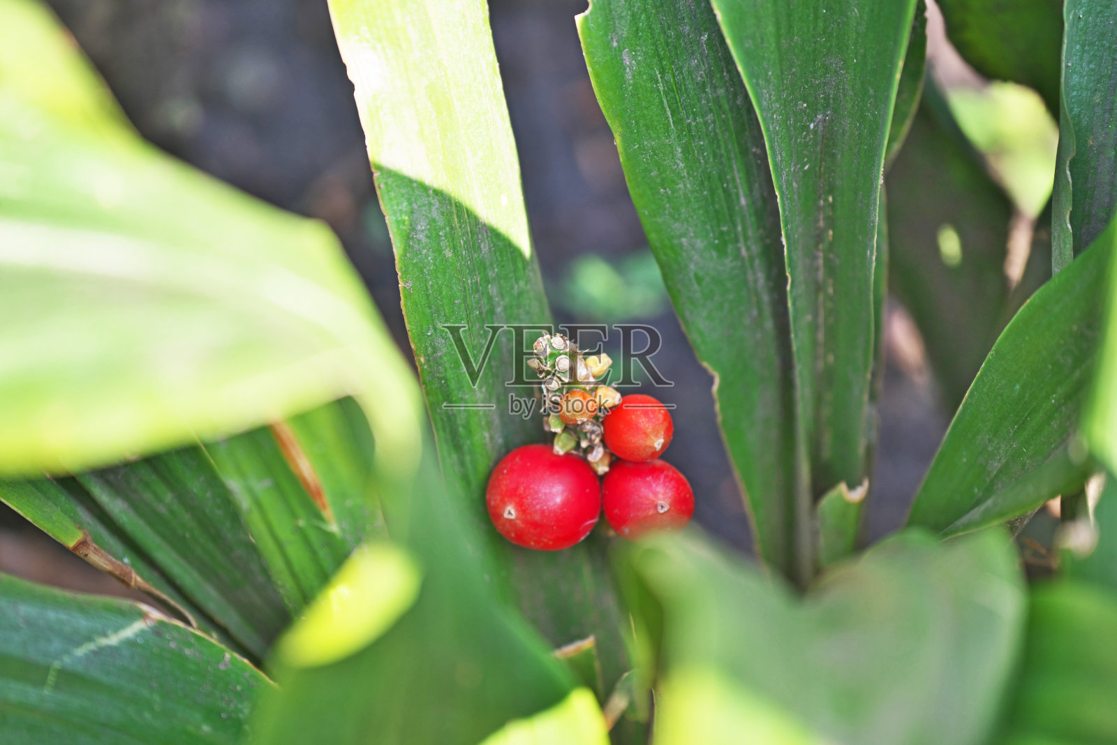 万年青照片摄影图片