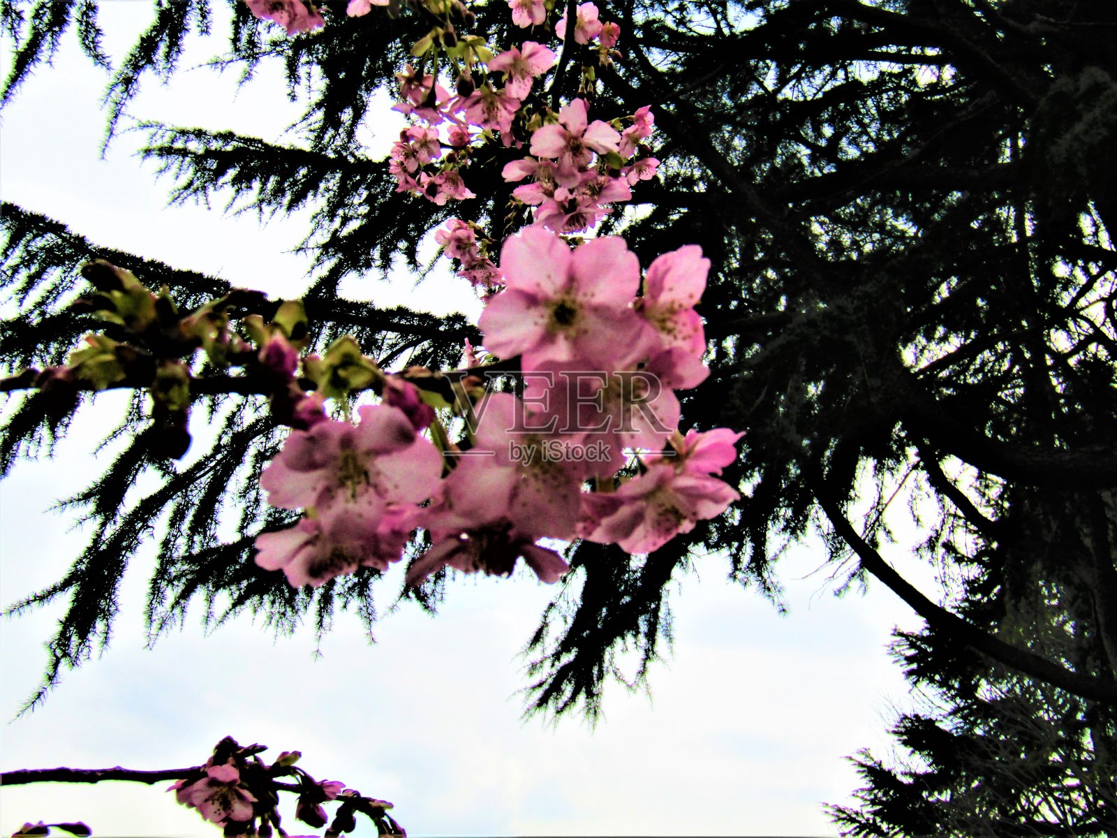 2月。日本。樱花和雪松。团聚。照片摄影图片