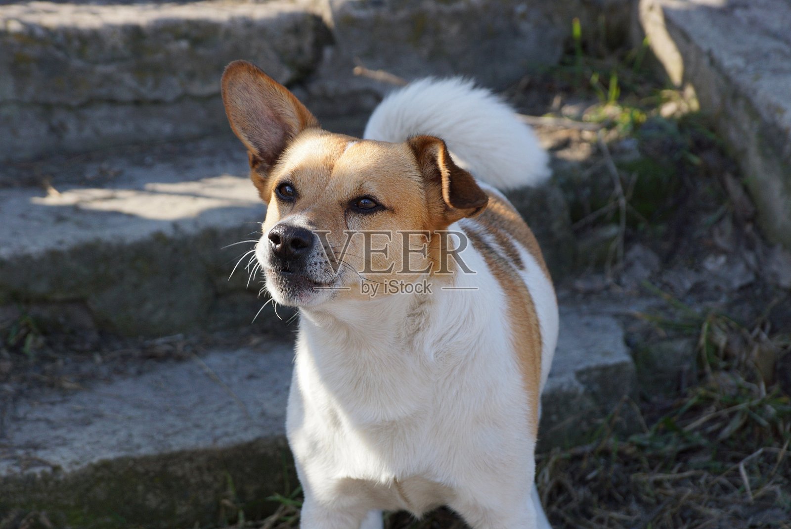 一只愤怒的斑点狗站在外面照片摄影图片