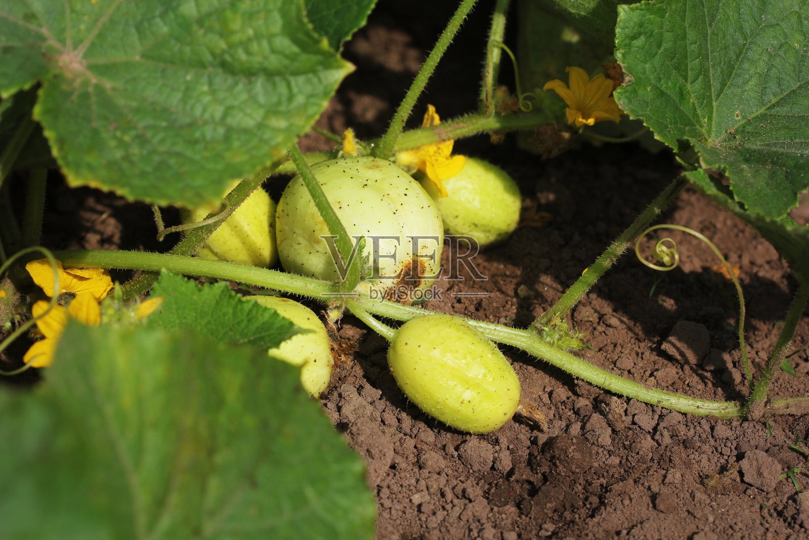 新鲜的柠檬黄黄瓜幼苗在花园中生长照片摄影图片