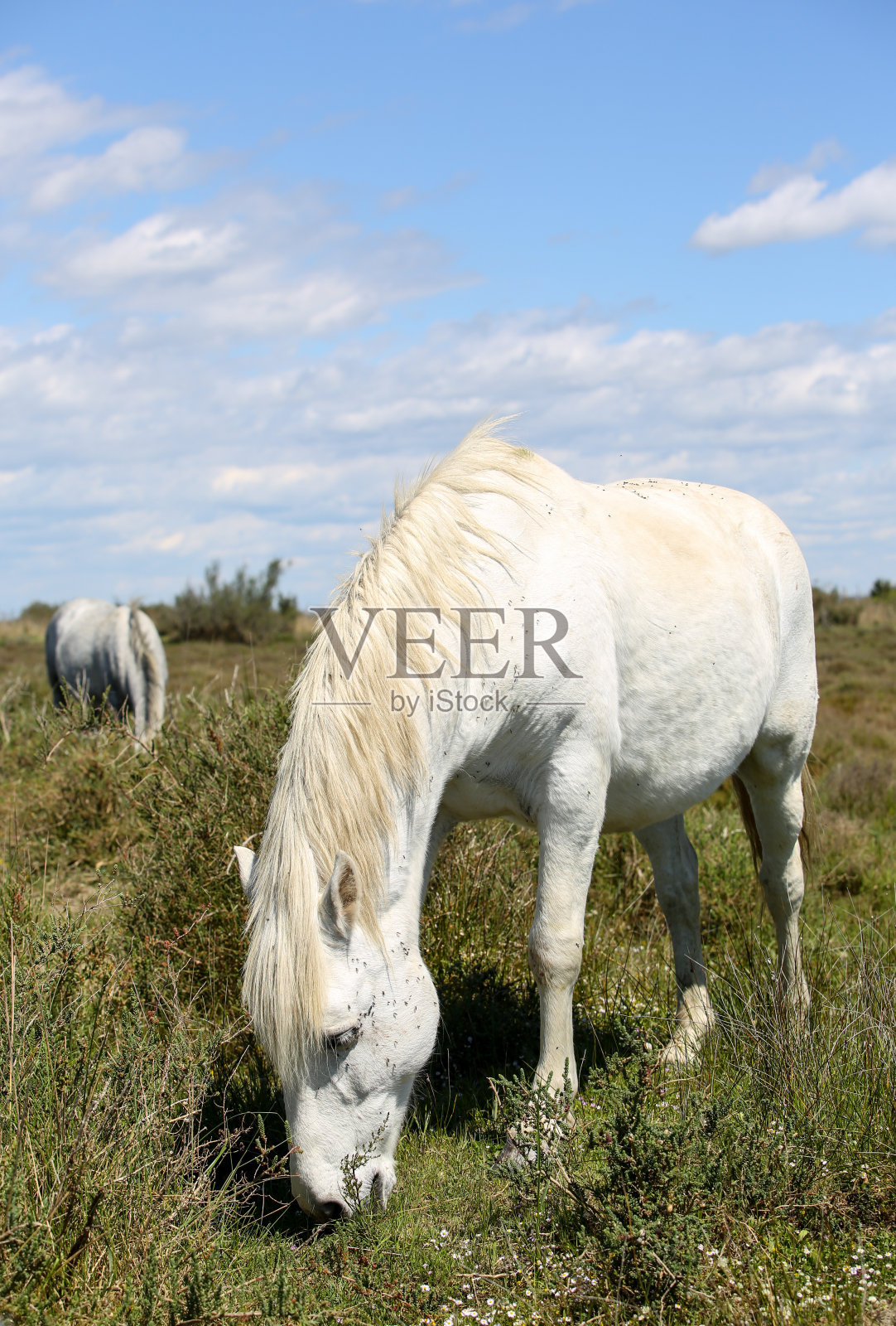 法国卡玛格一直照片摄影图片