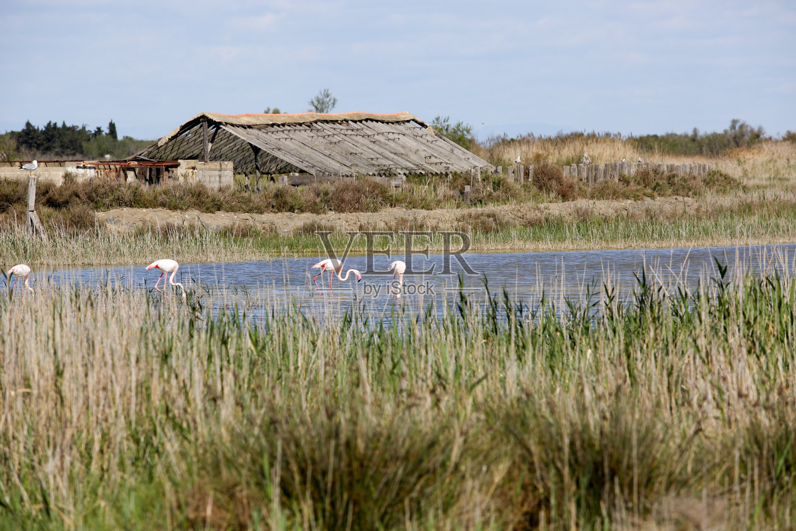 法国卡玛格一直照片摄影图片