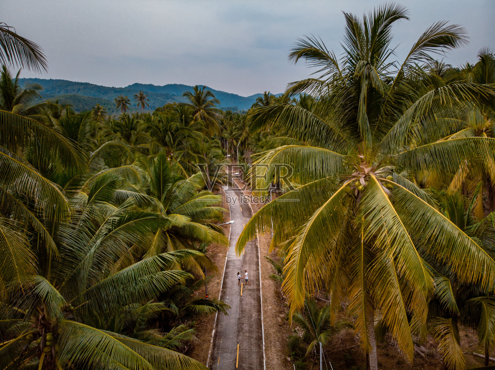 春蓬府Thung Tako的棕榈树照片摄影图片