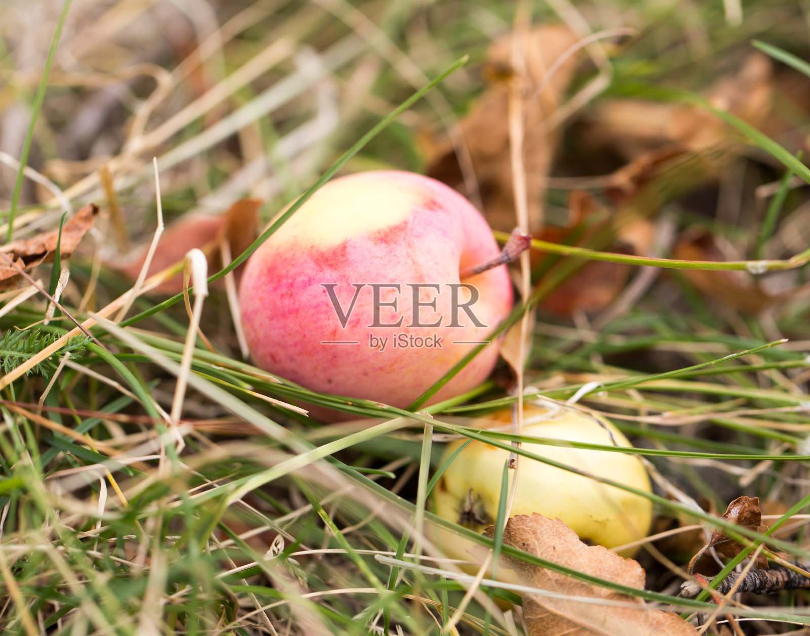 自然界的苹果在地上照片摄影图片