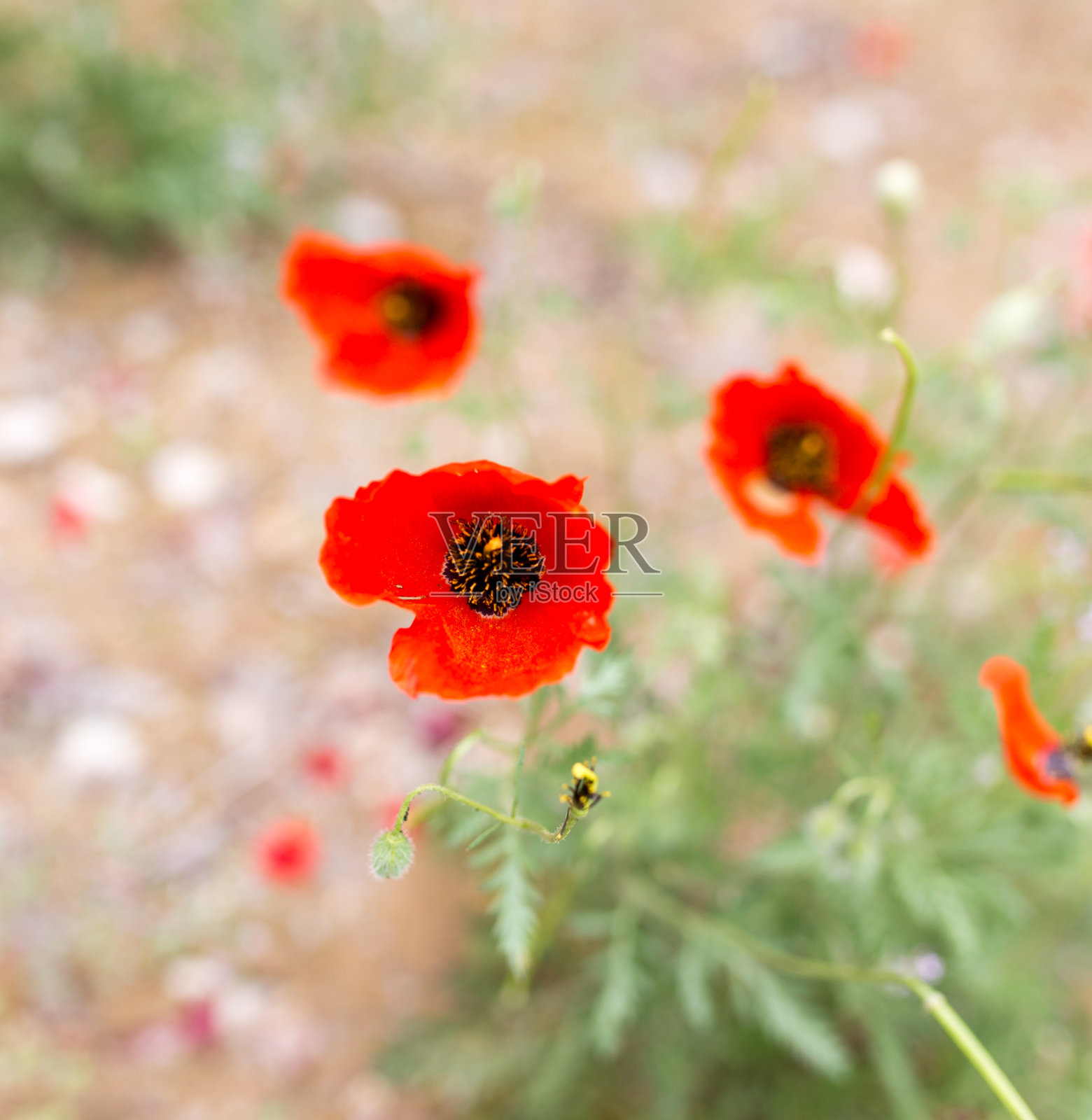 大自然上的红色罂粟花照片摄影图片
