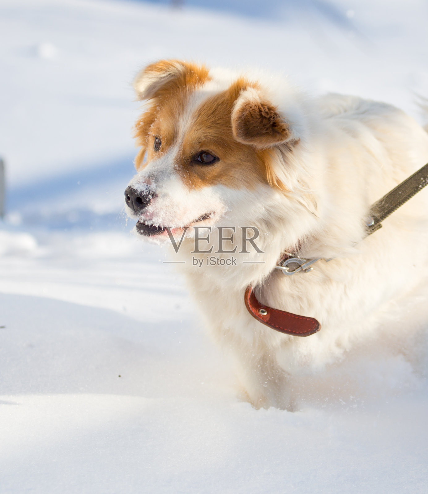 冬天大自然中的狗的肖像照片摄影图片