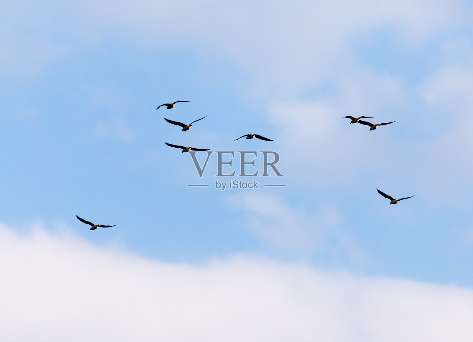 一群海鸥在天空中飞翔照片摄影图片