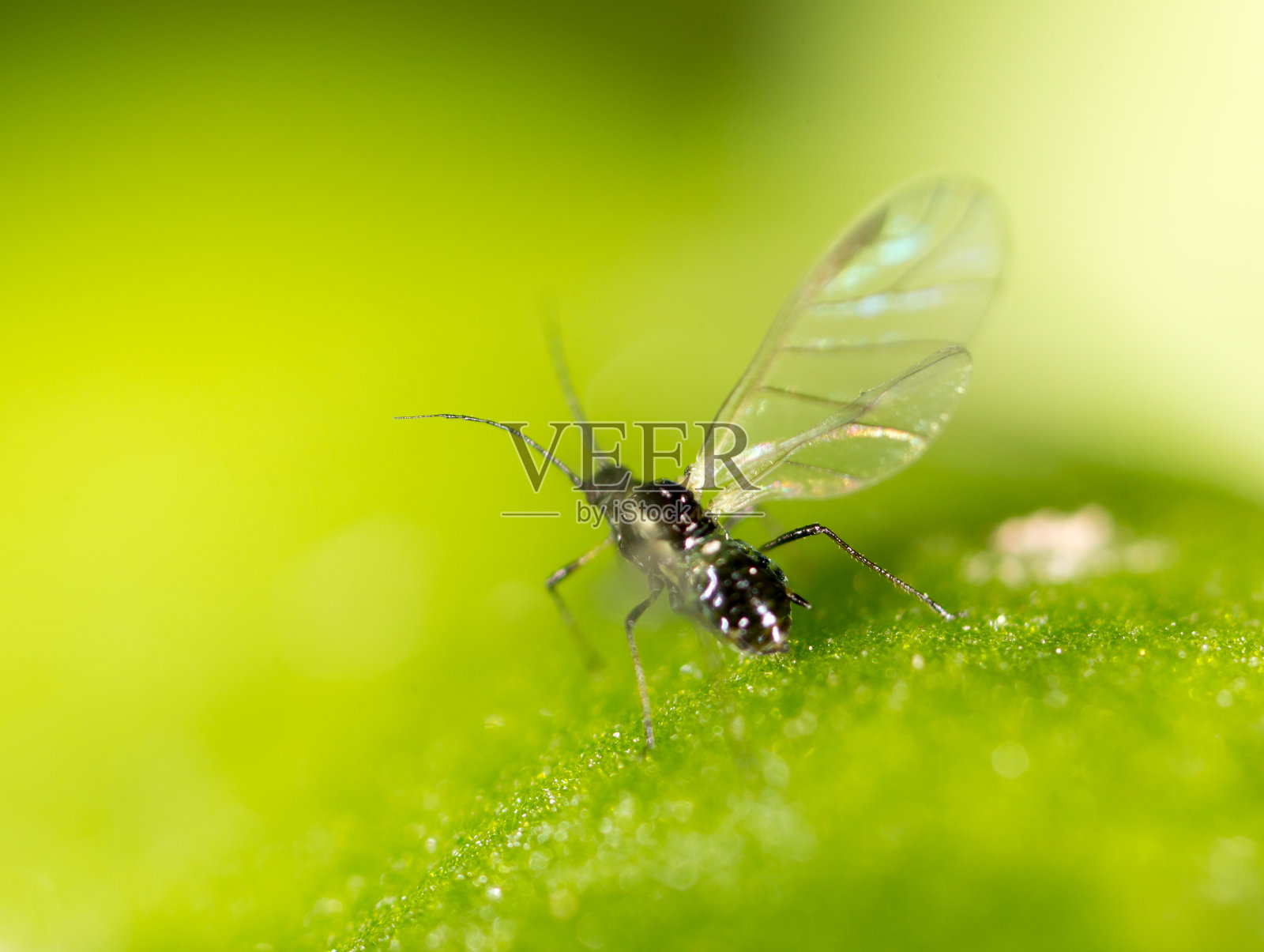在一片绿叶上飞翔。宏照片摄影图片