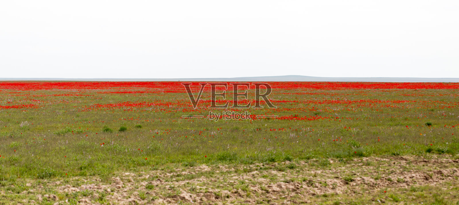 田野中的红色罂粟作背景照片摄影图片