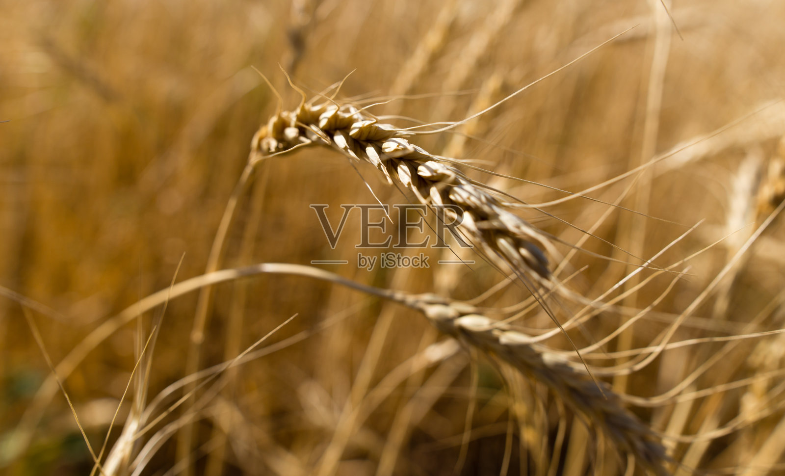 黄色的麦穗在大自然的田野里照片摄影图片