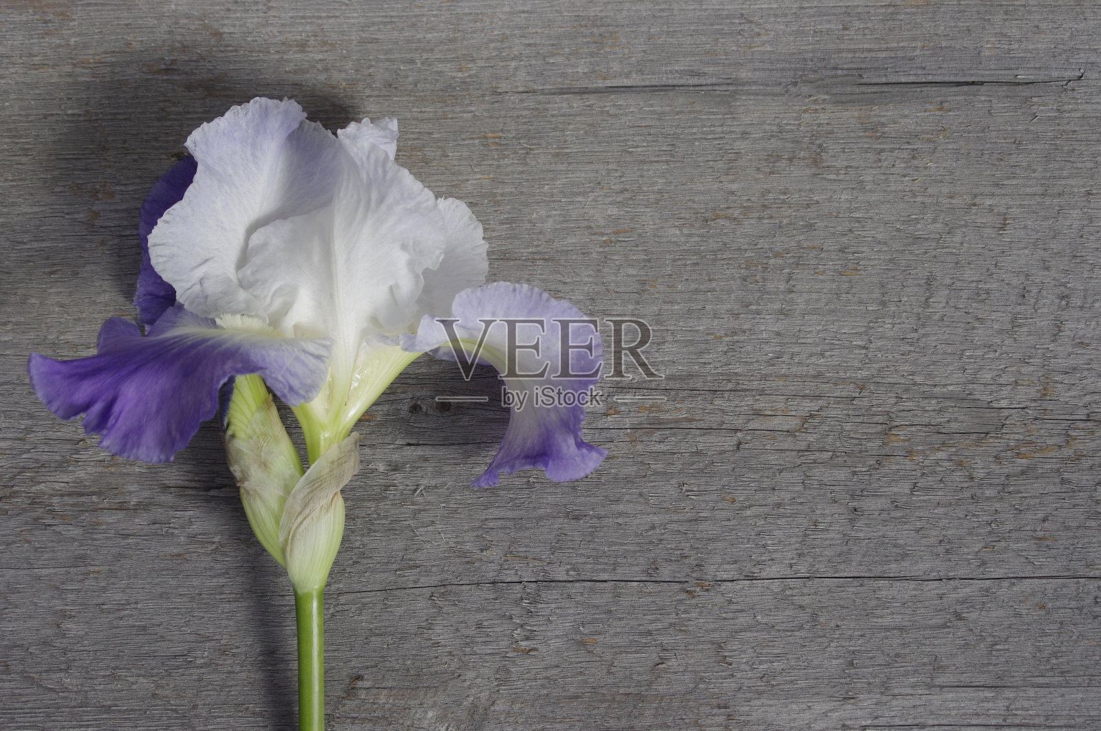 单瓣紫色鸢尾花，在木质背景上照片摄影图片