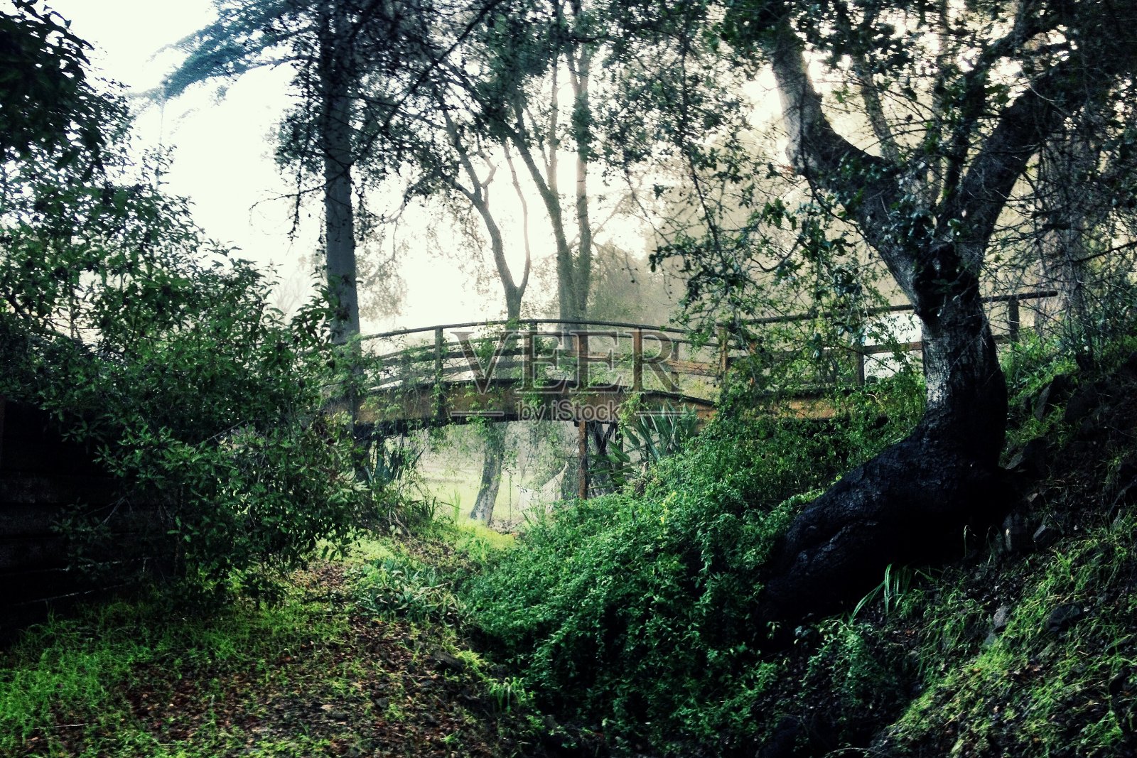 森林里的人行天桥照片摄影图片