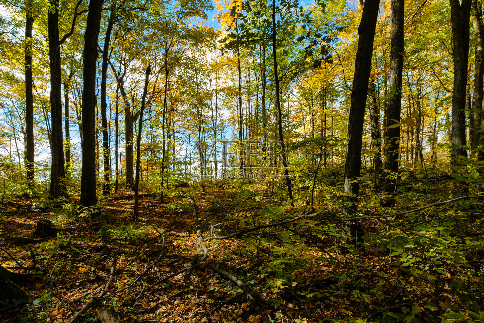 森林照片摄影图片