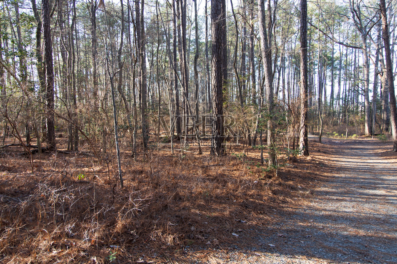 森林中的小径照片摄影图片