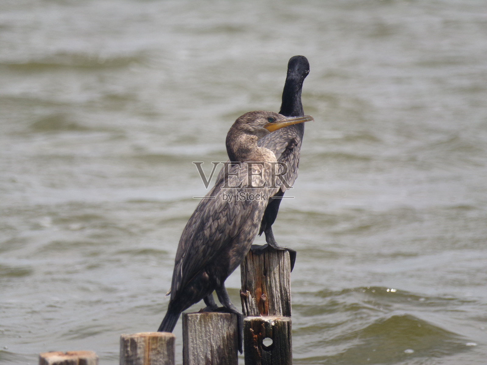 双冠鸬鹚(Phalacrocorax auritus)照片摄影图片