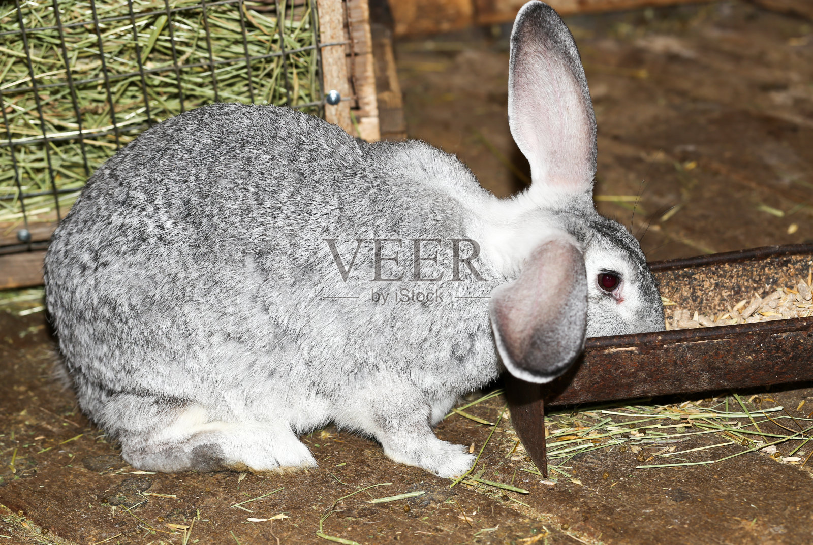 农场里美丽的兔子照片摄影图片