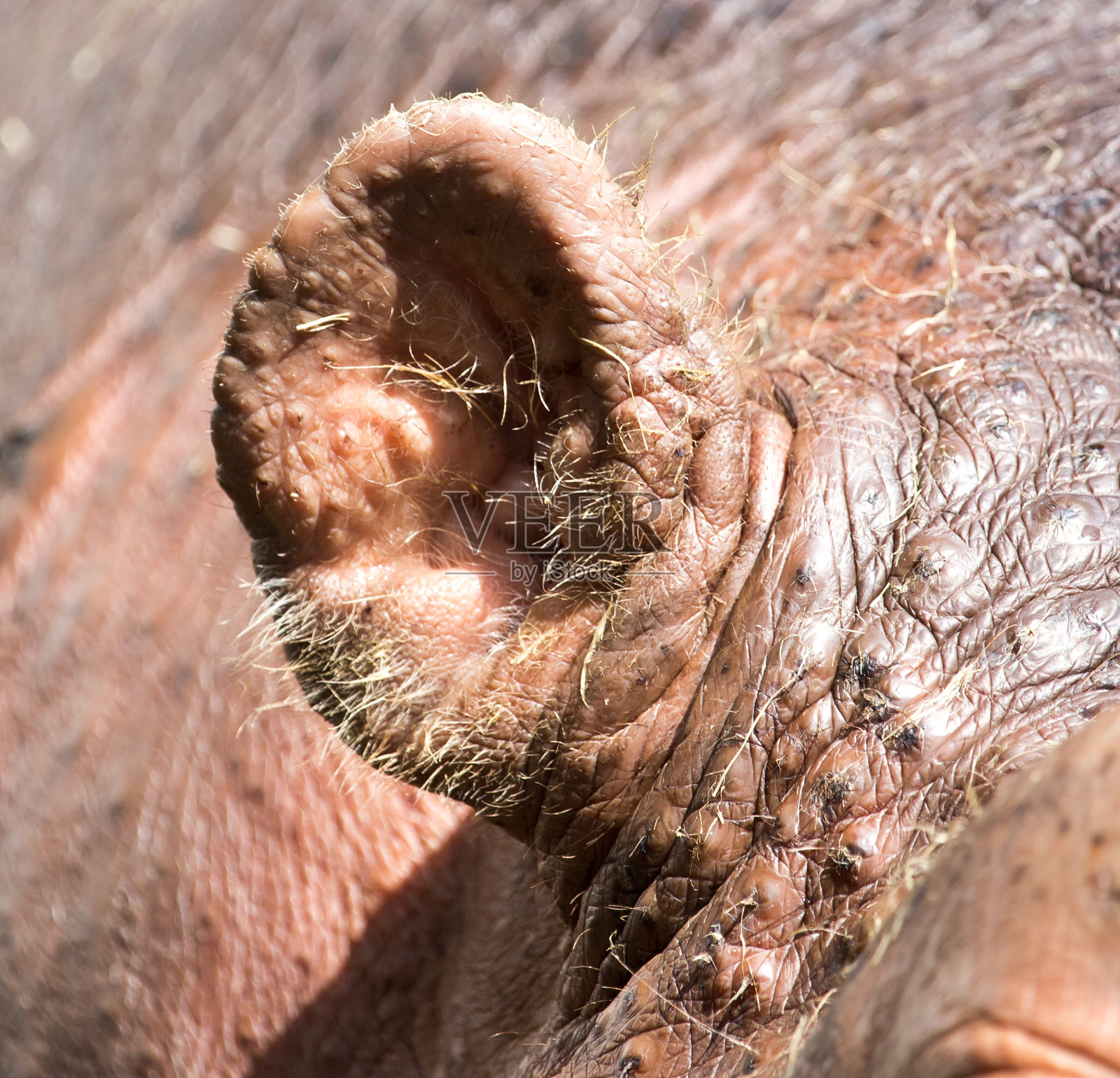 河马的肖像照片摄影图片