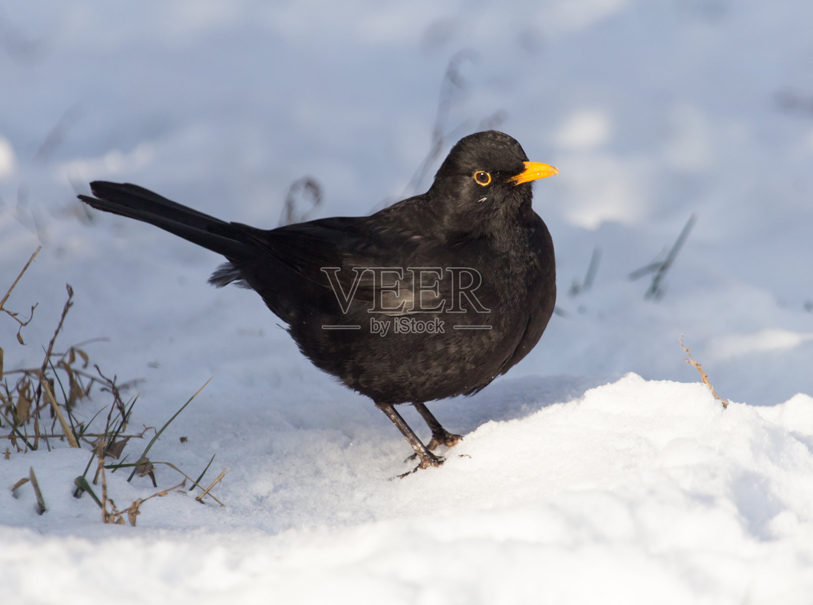 冬天，八哥在雪地上照片摄影图片