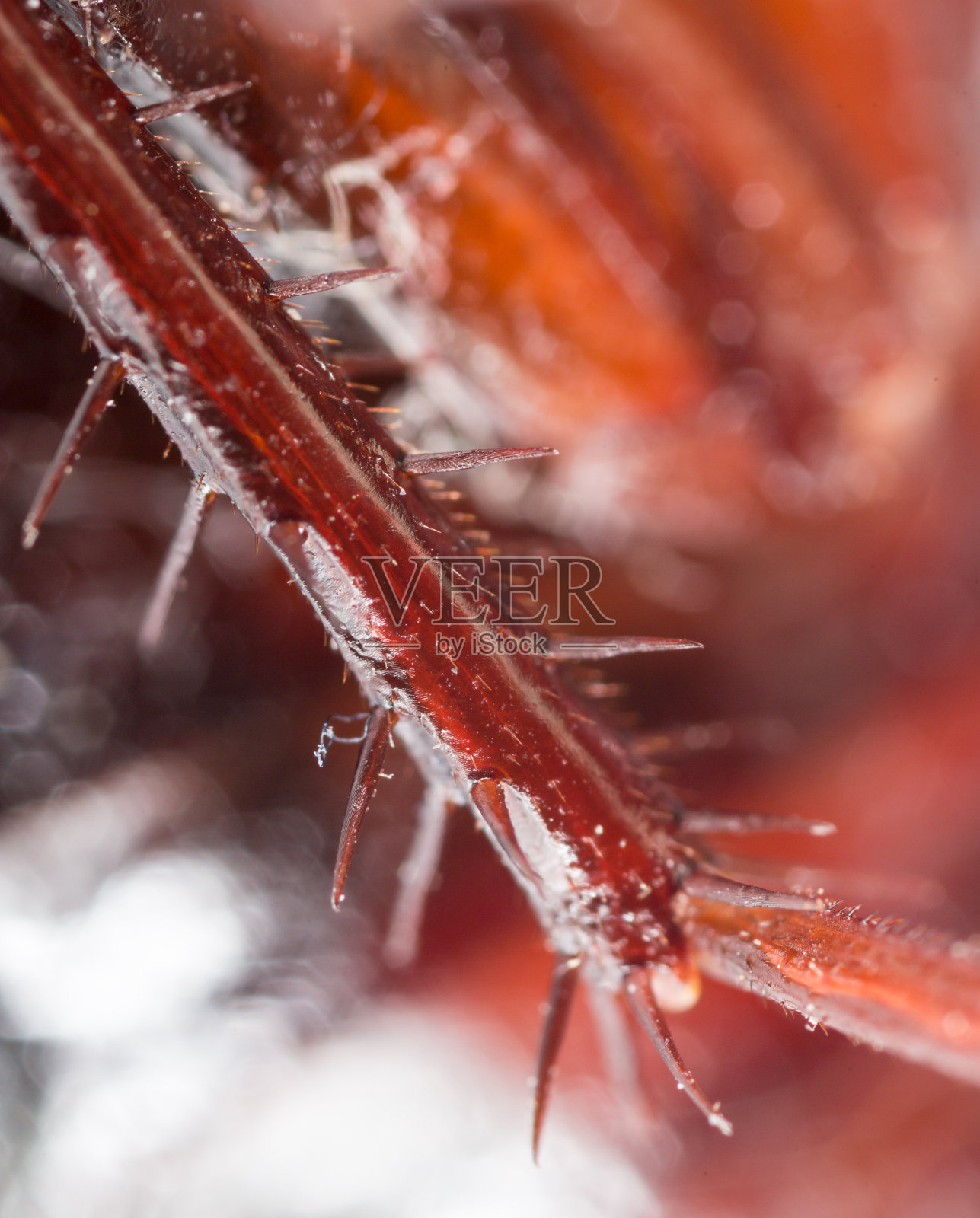 有刺的足蟑螂。超级宏照片摄影图片